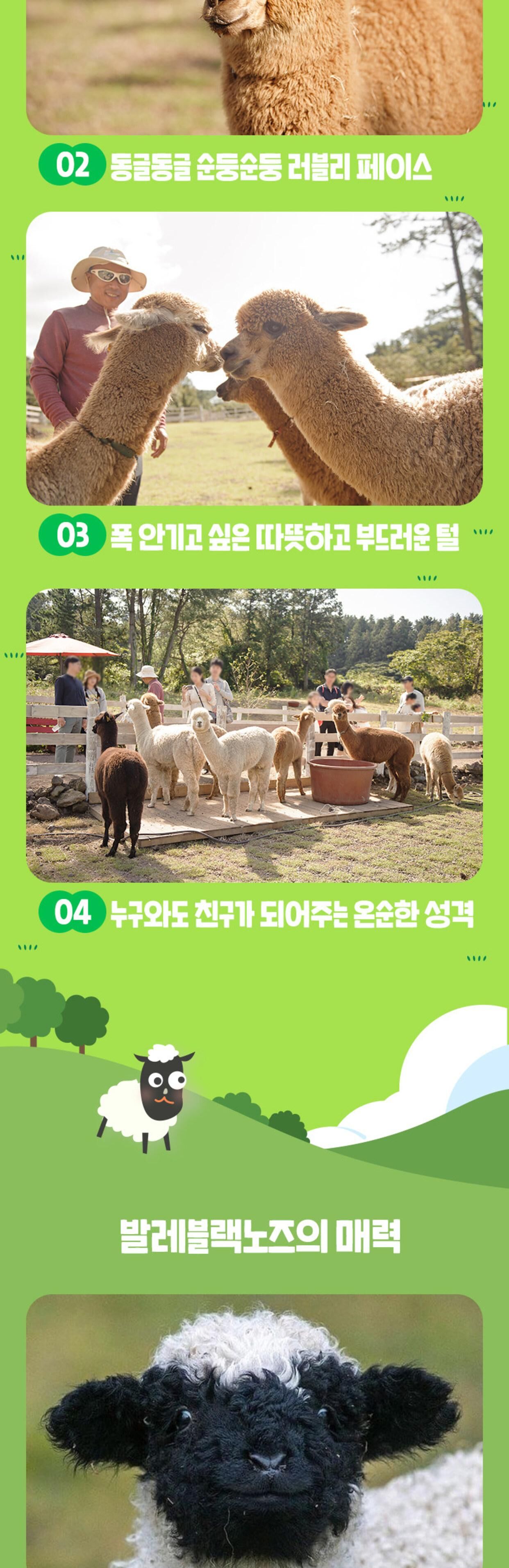 [애월] 제주 도치돌 알파카 목장 입장권 상세 이미지 4