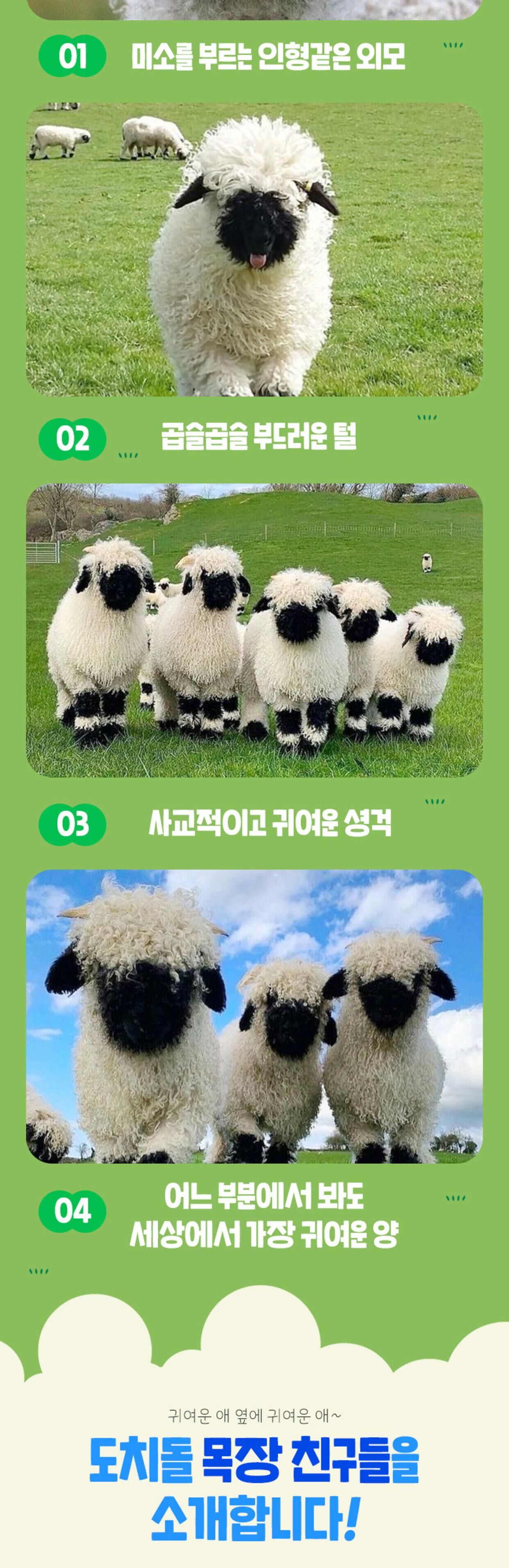 [애월] 제주 도치돌 알파카 목장 입장권 상세 이미지 5