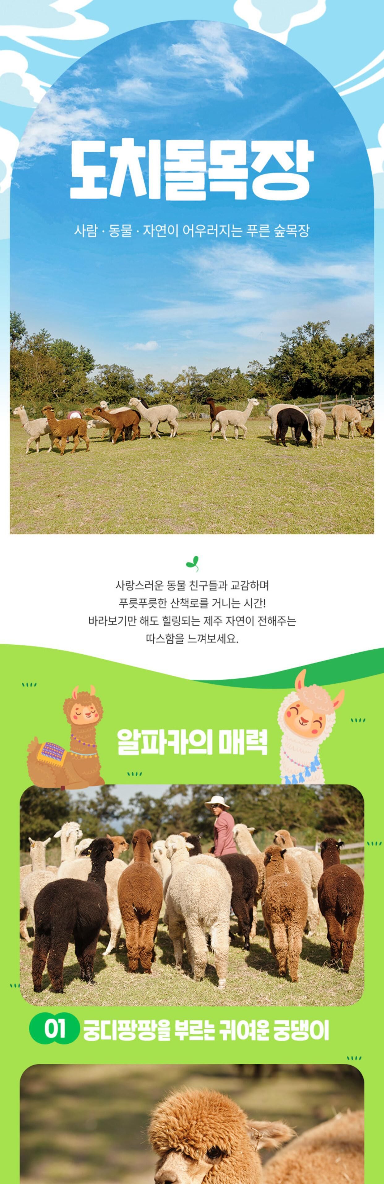 [애월] 제주 도치돌 알파카 목장 입장권 상세 이미지 3