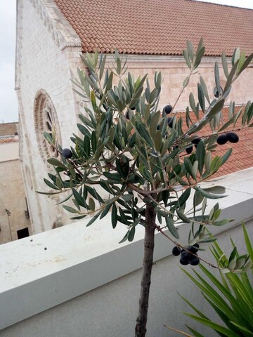 B&B 일 니도 델레 론디니