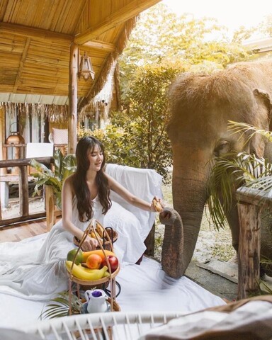 3 폭 매왕 진샹 골드 엘리펀트 파크