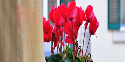 B&B 돈나 엘레오노라