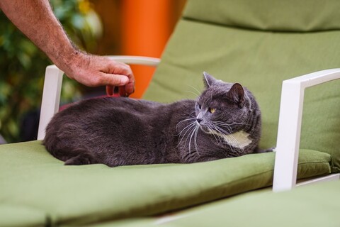 캄 어코모데이션