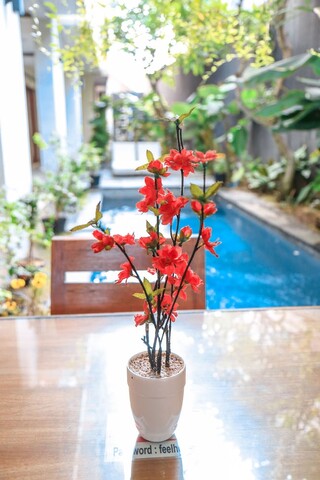 알리아 홈 사누르