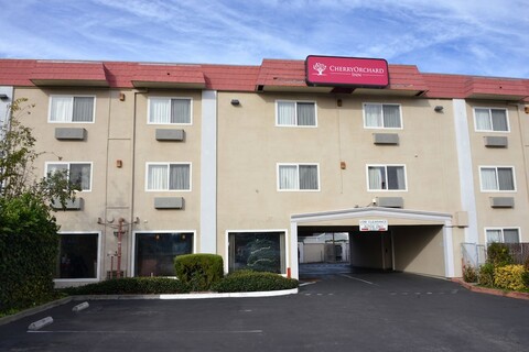 체리 오차드 인