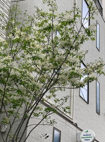 아사쿠사 홈스위츠 도쿄