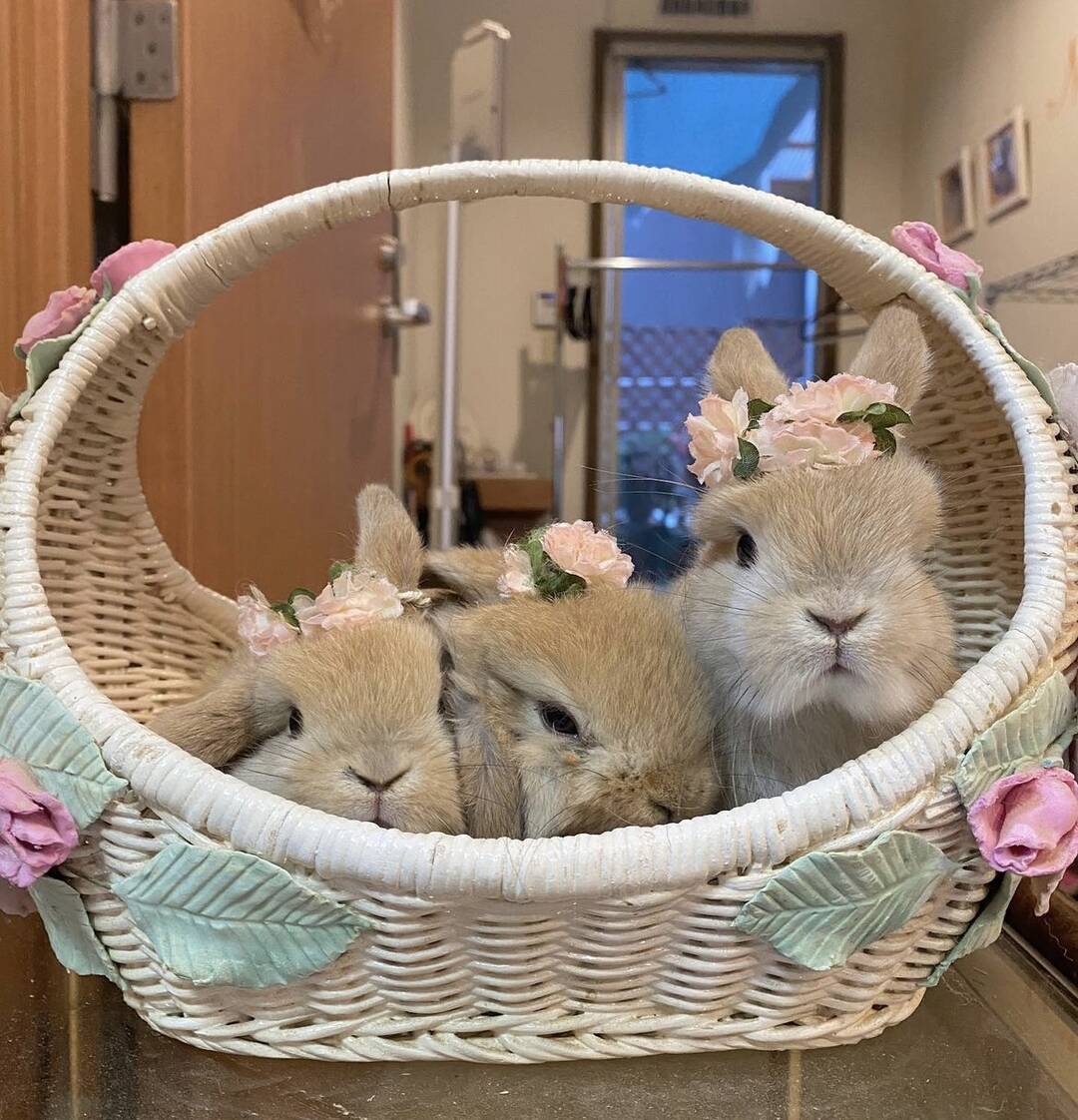 🐰 이색 체험 토끼 카페 추천 | 한국에선 잘 볼 수 없는 토끼