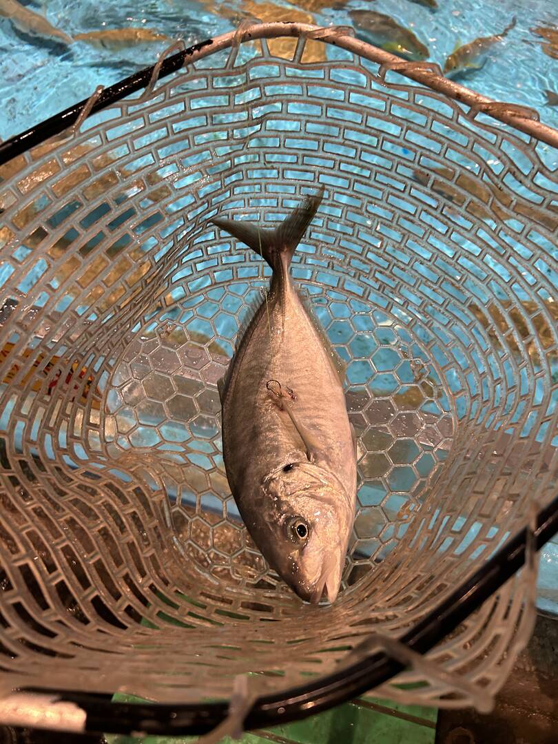 오사카-자유톡3