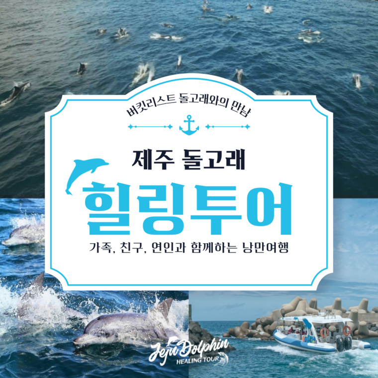 제주 돌고래 힐링투어 가이드 in 제주도, 대한민국 여행 가이드, 여행 정보 및 코스 제공 - 마이리얼트립 제주 돌고래 힐링투어