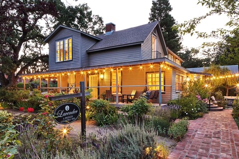 라벤더, 포 시스터스 인