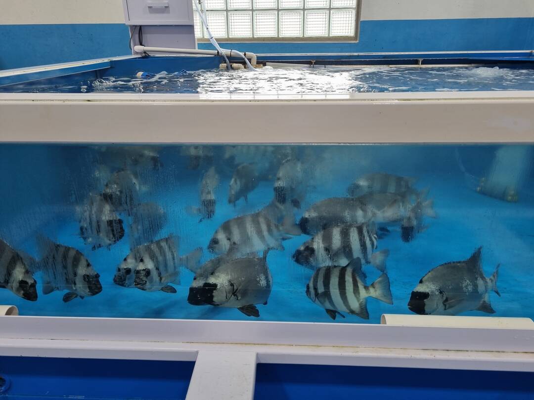 제주도-맛집2