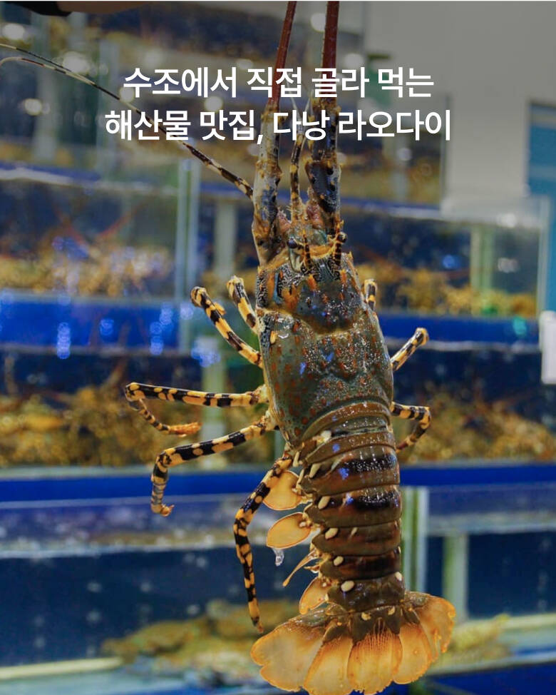 다낭-맛집0