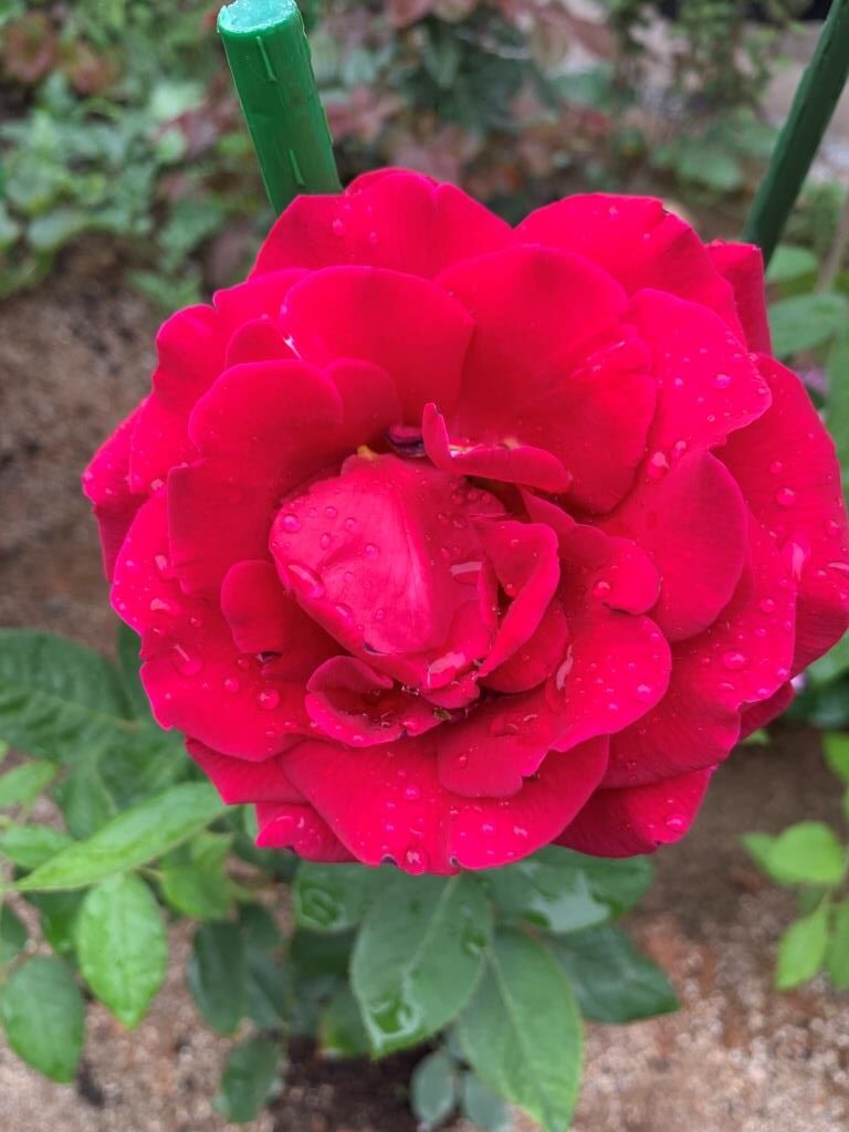 후쿠오카 밴투어