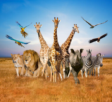 사파리월드 택시 투어