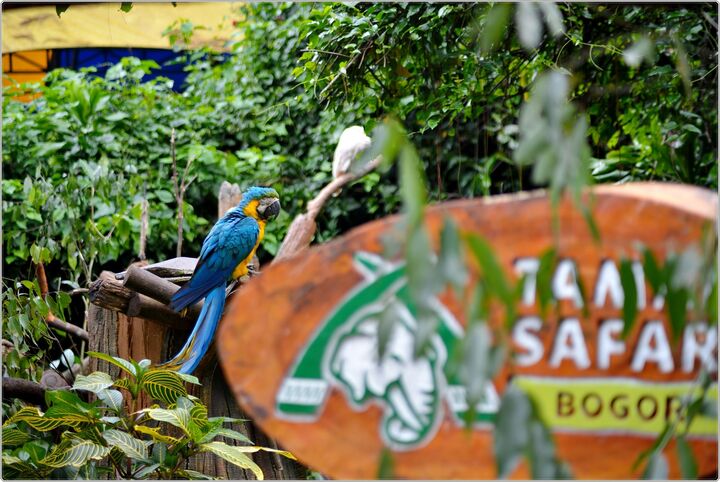 보고르 따만사파리 (Taman Safari) 풀데이투어 (인도네시아/자카르타)-i