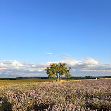 라벤더 투어 (발렁솔/무스티에셍뜨마리/베흐동) 