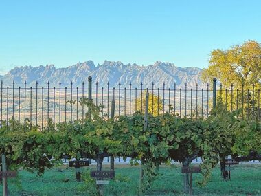 [근교] 까바 와이너리·공인 와인 전문가(매일출발/한국어)