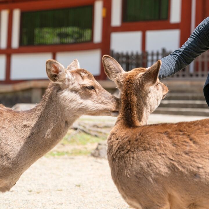 [나라&오사카] 프라이빗 단독 차량투어 일일 택시투어 당일 가족여행 효도여행 가자일본-i