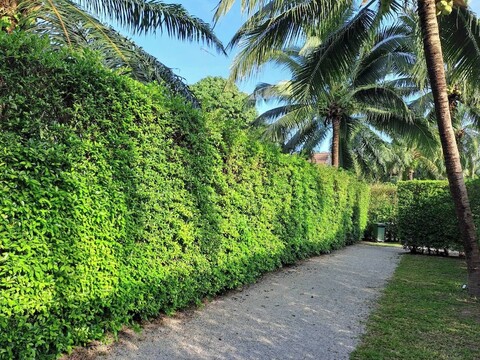 알리시 풀 빌라스