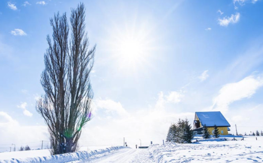 맑고 푸른 하늘 아래 눈 덮인 비에이의 설원과 우뚝 솟은 나무
