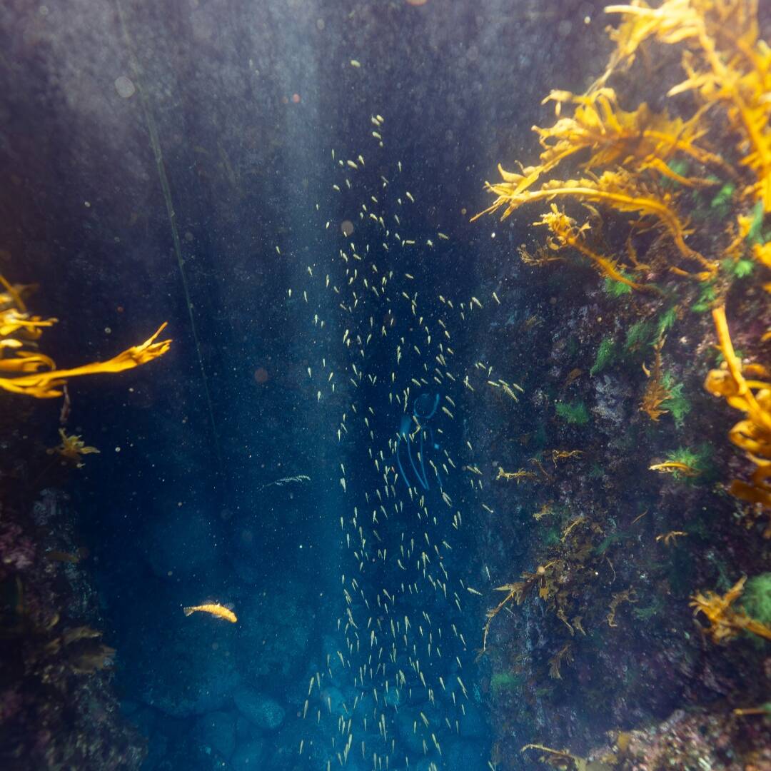 울릉도-자유톡3