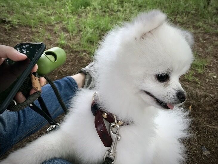 애월 비밀의 향기 숲에서 나의 강아지와... :마이리얼트립