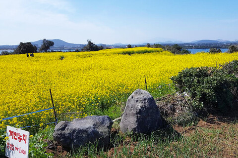 제주 해바라기 게스트하우스