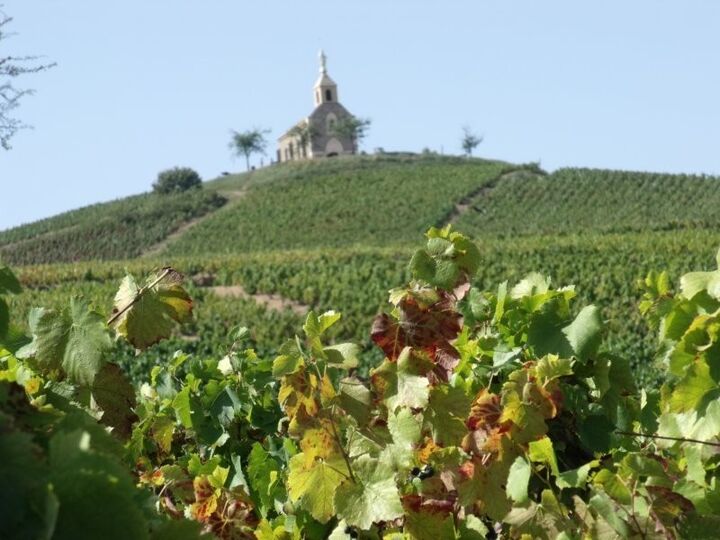 현지인과 함께하는  프랑스 와인투어 ( Beaujolais wine trip)-i