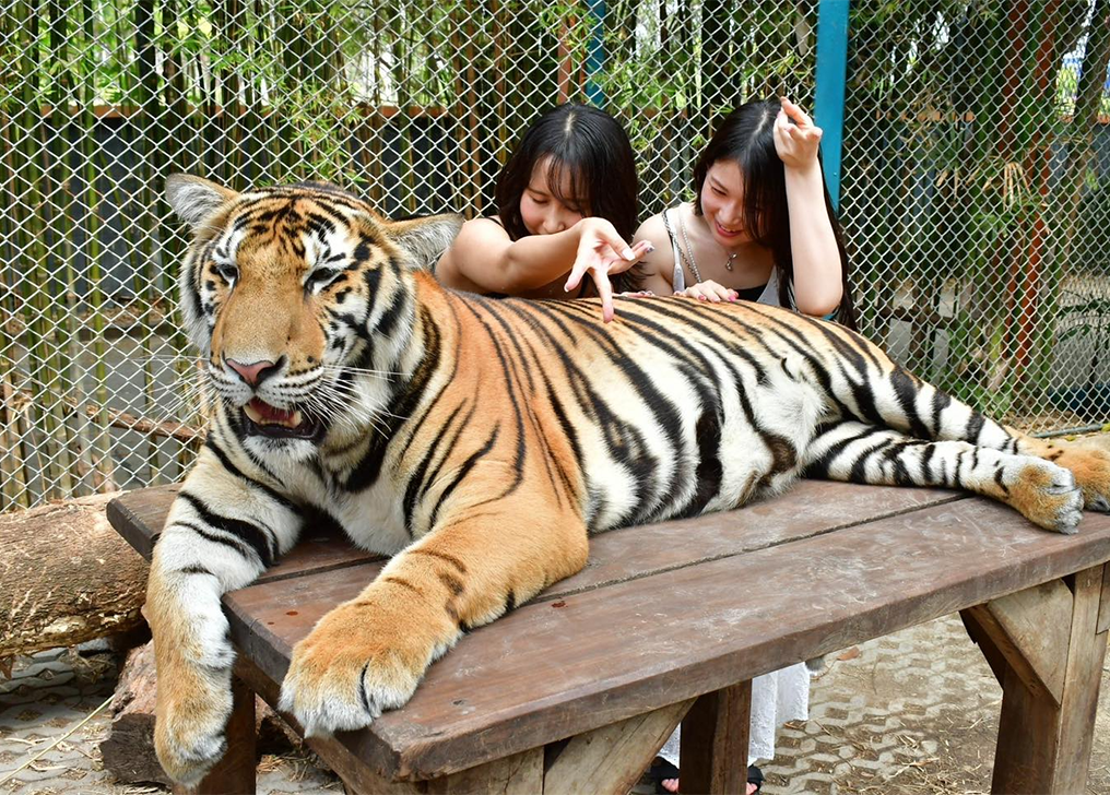 🐯[파타야 타이거파크] 호랑이와 셀카 가능?