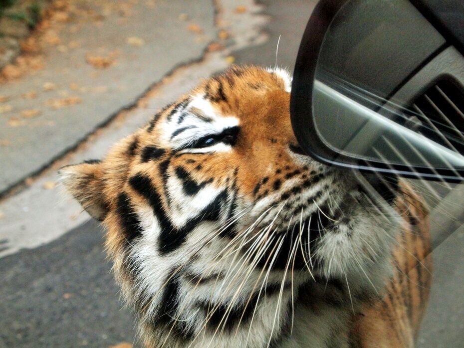 Taman Safari