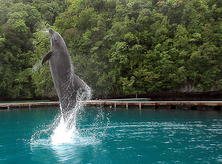 팔라우 돌핀왓칭 투어 (Dolphin Watching) :마이리얼트립