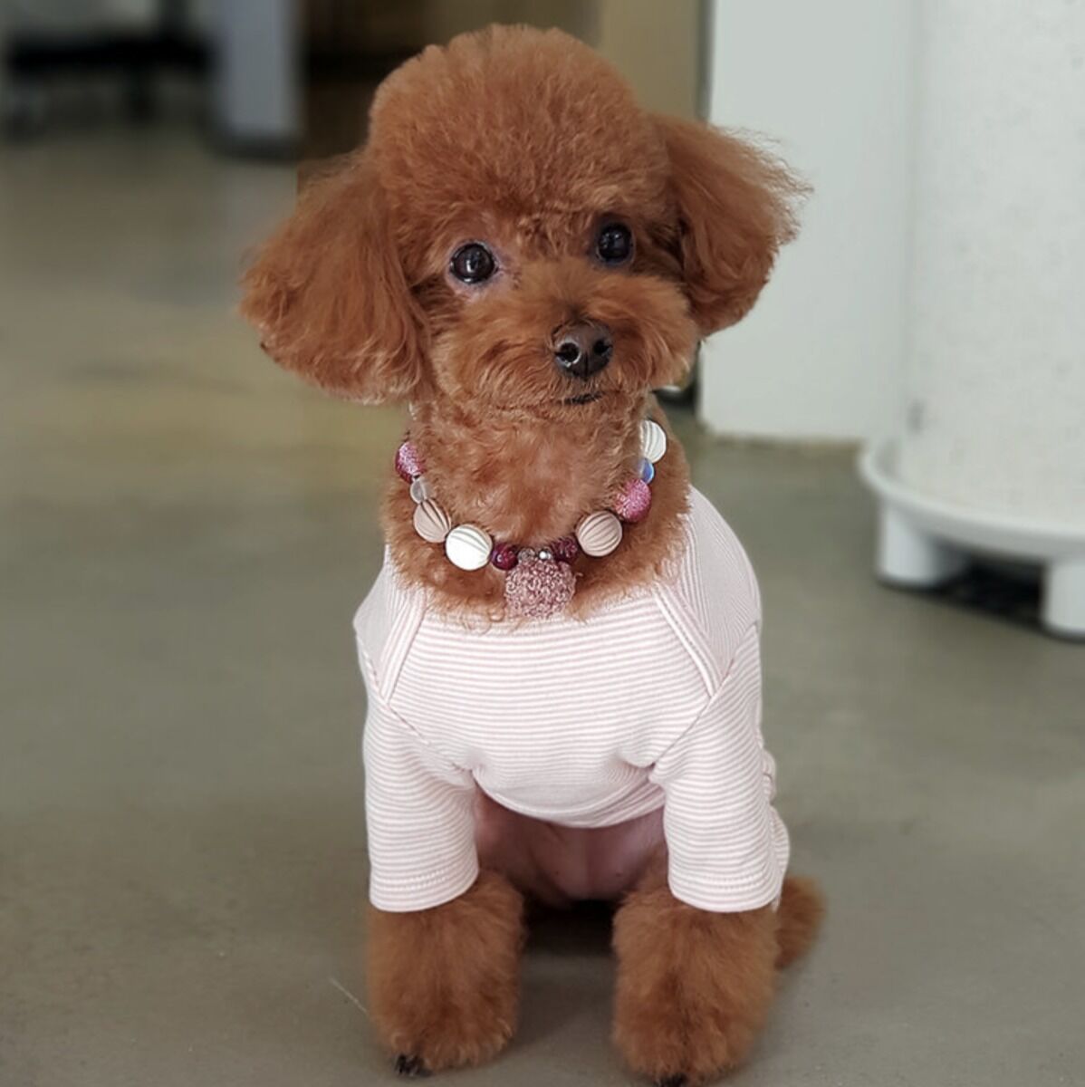 부산/서면 사랑스런 나의 반려 동물 목걸이 만들기