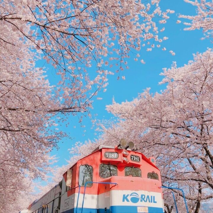 [경남/진해] 진해 군항제 - 벚꽃 놀이 일일 여행 [서울 왕복교통편 제공]-i