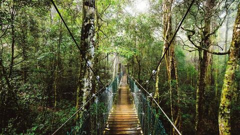브리즈번 투어 - 피톤치드 가득 열대우림 탐험 🌿🌳 오렐리 래밍턴 & 탬버린 마운틴