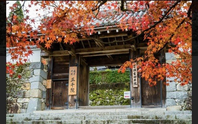 (교토)천년의 수도 교토 멋진정원 투어 (오사카 출발)-i