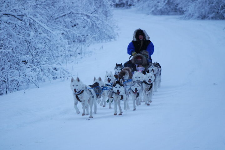 알래스카 개썰매 체험 - 페어뱅크스 - Alaskan Husky Dog Sledding-i