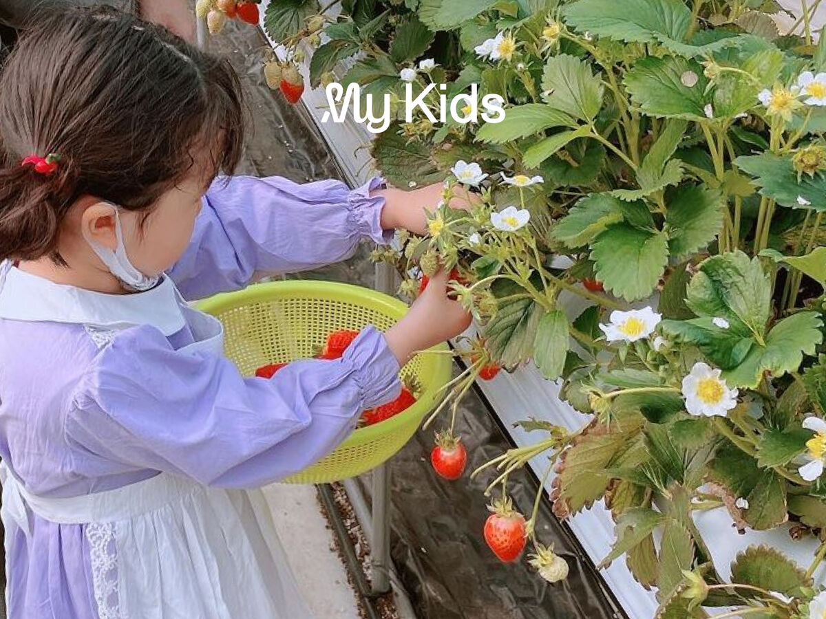 키즈김포 과즙팡팡 김포영일농장 딸기따기 체험, 솜사탕도