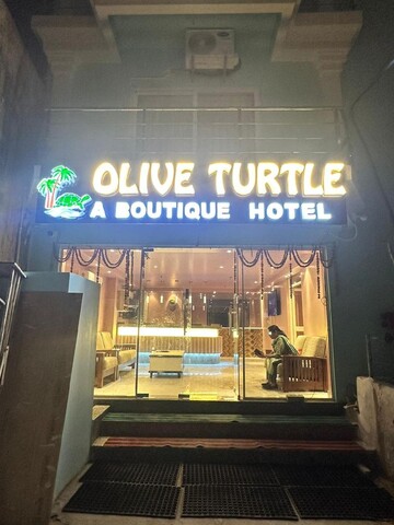 Olive turtle