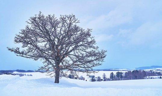 눈 덮인 언덕 위에 홀로 우뚝 서 있는 겨울 비에이의 상징적인 나무 풍경