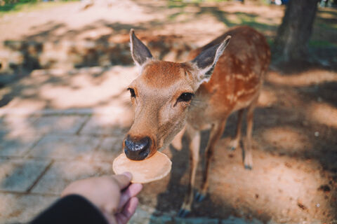 고베·나라 투어