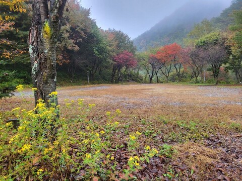 홍천 알프스밸리캠핑나라