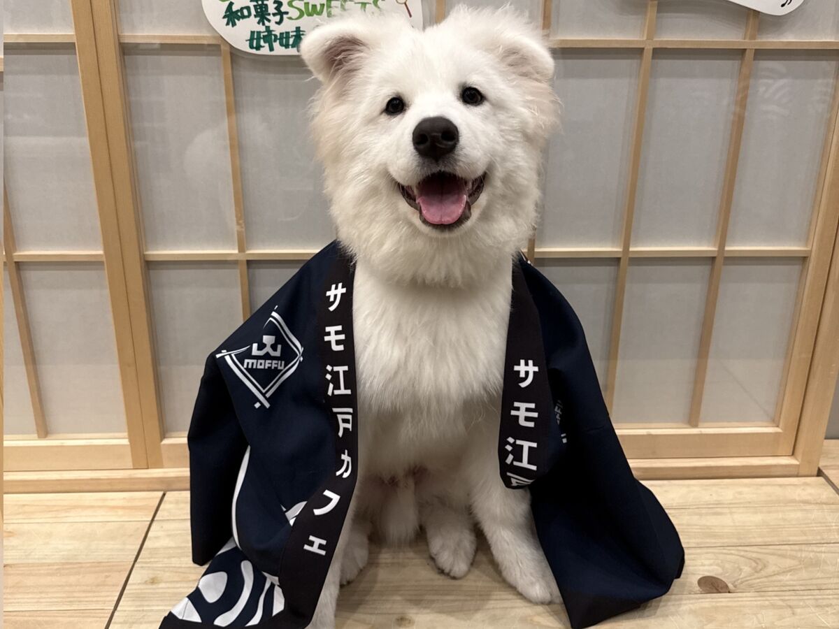 [도쿄 인기체험] 사모예드 카페 모후 | 하라주쿠 사모예드 카페 체험 (Samoyed Cafe moffu) 상세 이미지 4