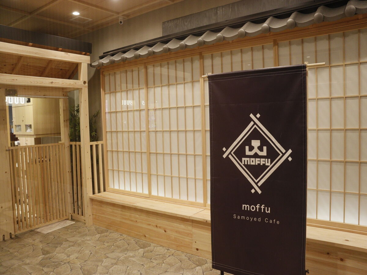 [도쿄 인기체험] 사모예드 카페 모후 | 하라주쿠 사모예드 카페 체험 (Samoyed Cafe moffu) 상세 이미지 7