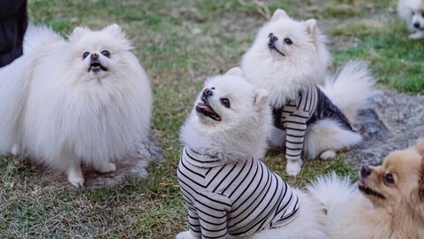 산타모니카펜션