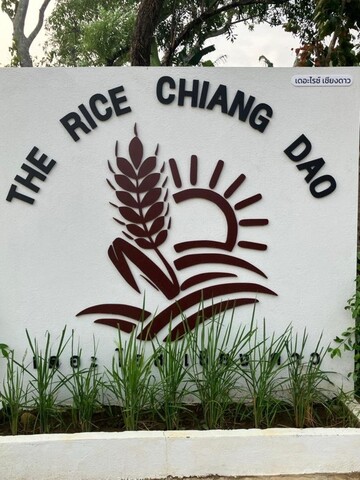 The Rice Chiang Dao