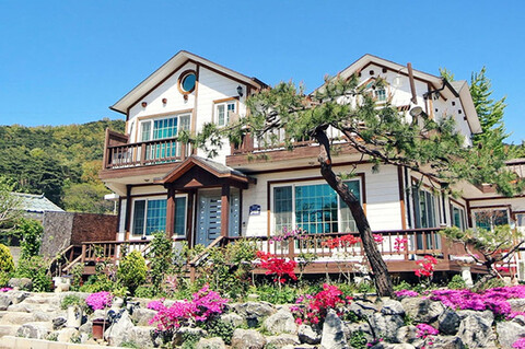 강화도 느티나무