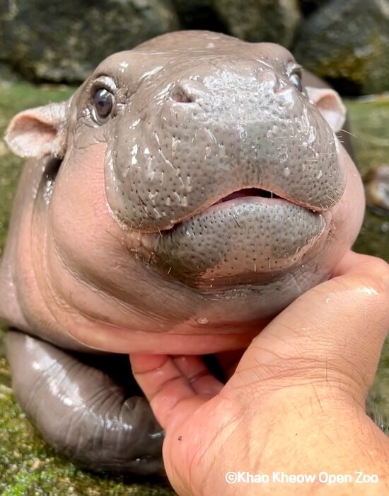 [🦛방콕,파타야 출발 가능🦛] 카오키여우 오픈 주 단독투어-i
