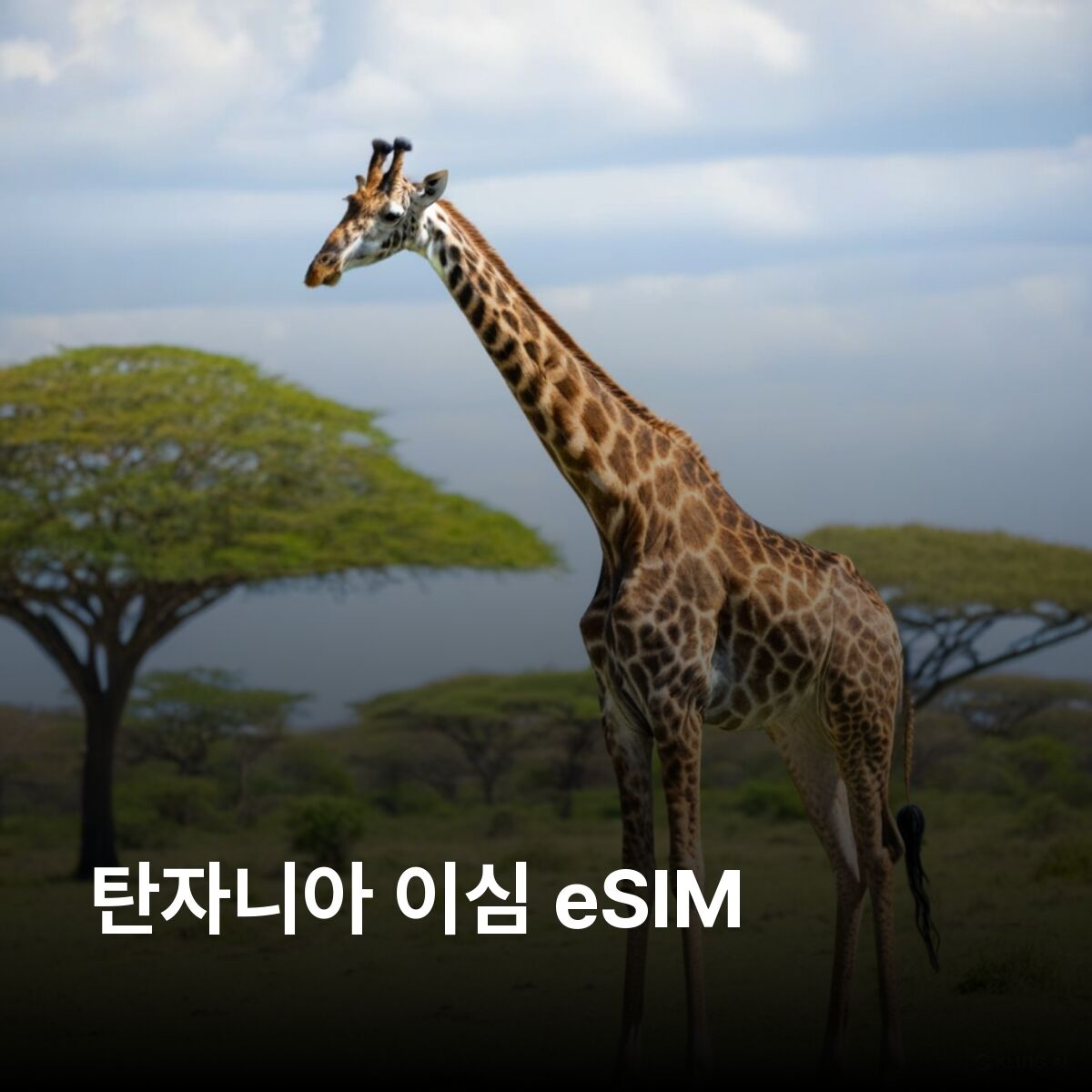 탄자니아 이심 eSIM 다르에스살람 도도마 아루샤 오흐리드 호수 세렝게티 이심통