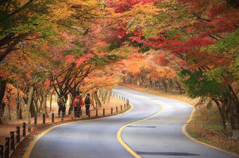 [가을한정/부산출발] 내장산 국립공원 단풍투어｜한국어 가이드｜1인 출발 가능 상품 이미지