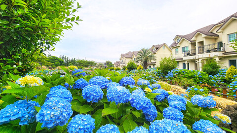 제주 스파벨리스